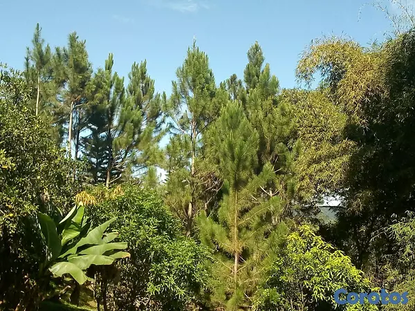 solares y terrenos - SE VENDE HERMOSA FINCA EN EL CACAO de San Cristoba 11