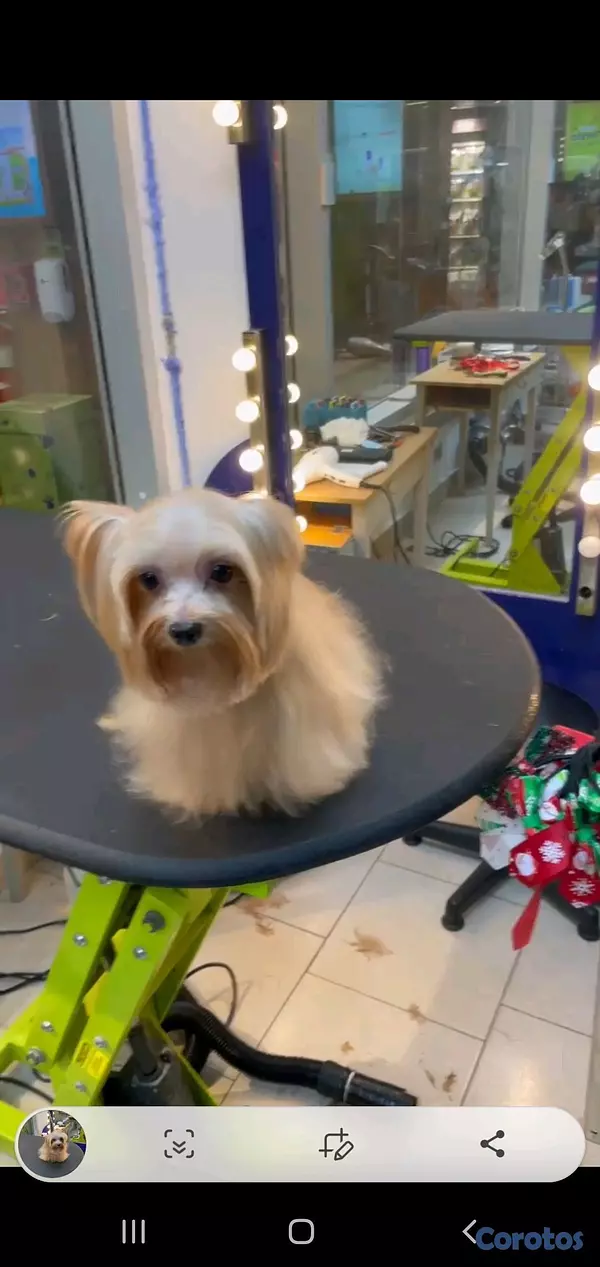 animales y mascotas - yorkie disponible para monta padrote  4