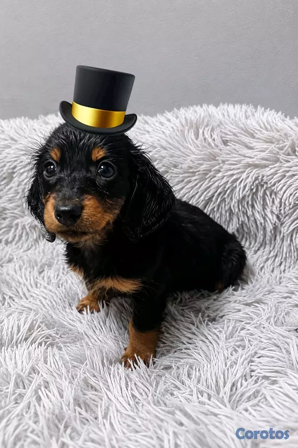 animales y mascotas - hermosos cachorritos salchicha pelo largo 4