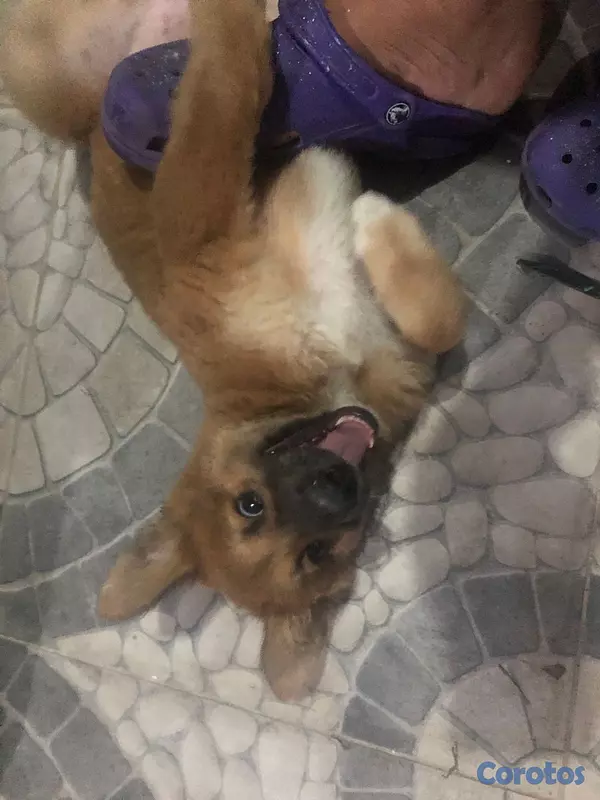 animales y mascotas - vendo cachorro de pastol berga 2 meses hembra bara  5