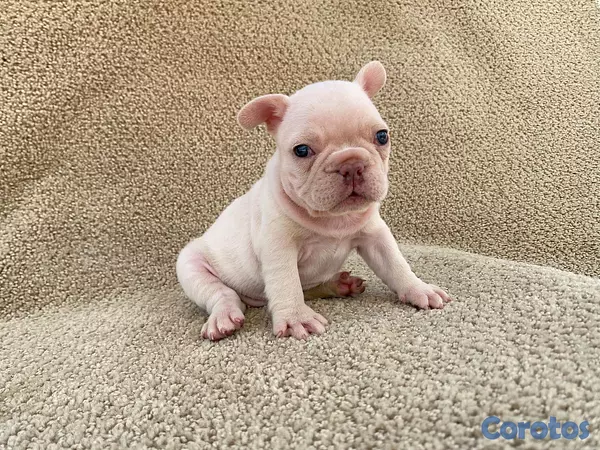 animales y mascotas - bulldog frances  7