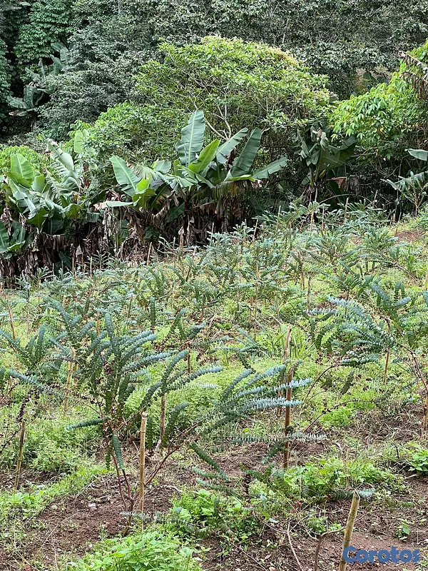 solares y terrenos - Finca en Constanza de 2795 tareas  7