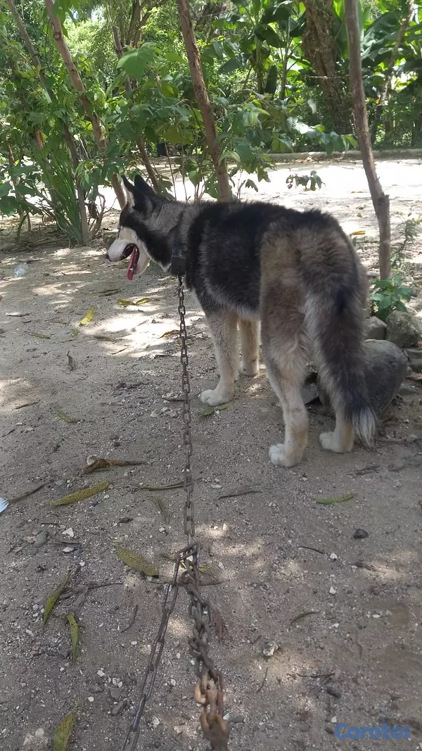animales y mascotas - Husky  15 mil san cristobal  2