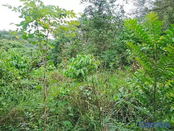 solares y terrenos - finca de 120 tareas con vocación agrícola en Monte Plata  2