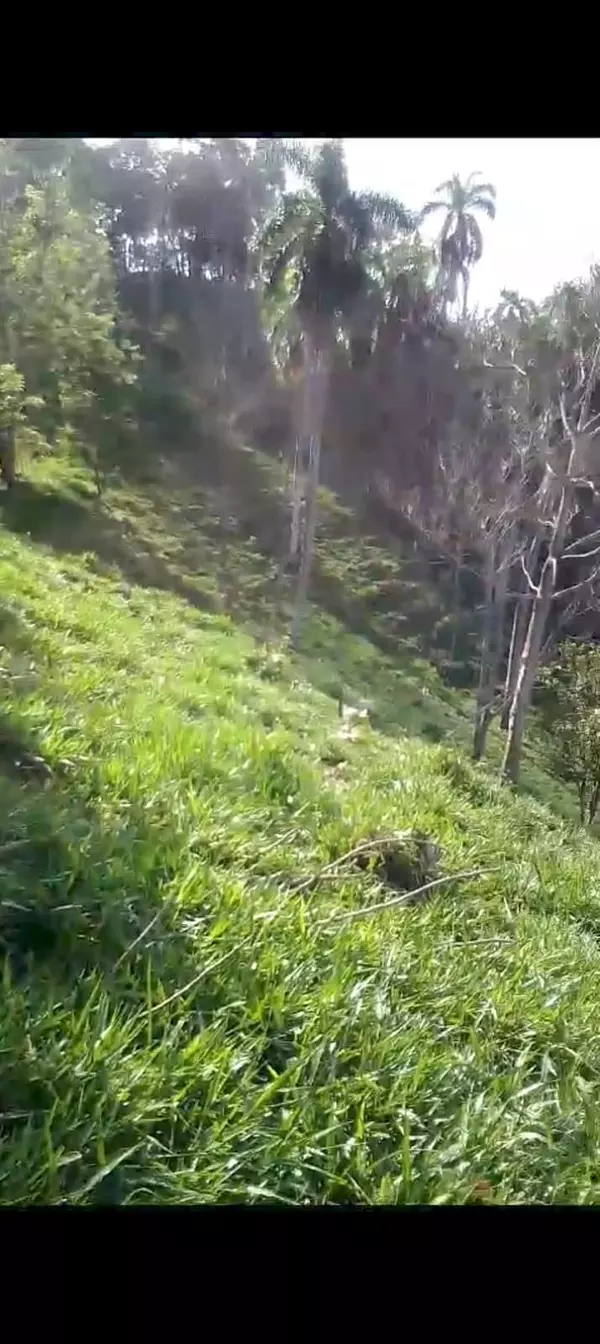 solares y terrenos - finca ganadera en Jamao  2