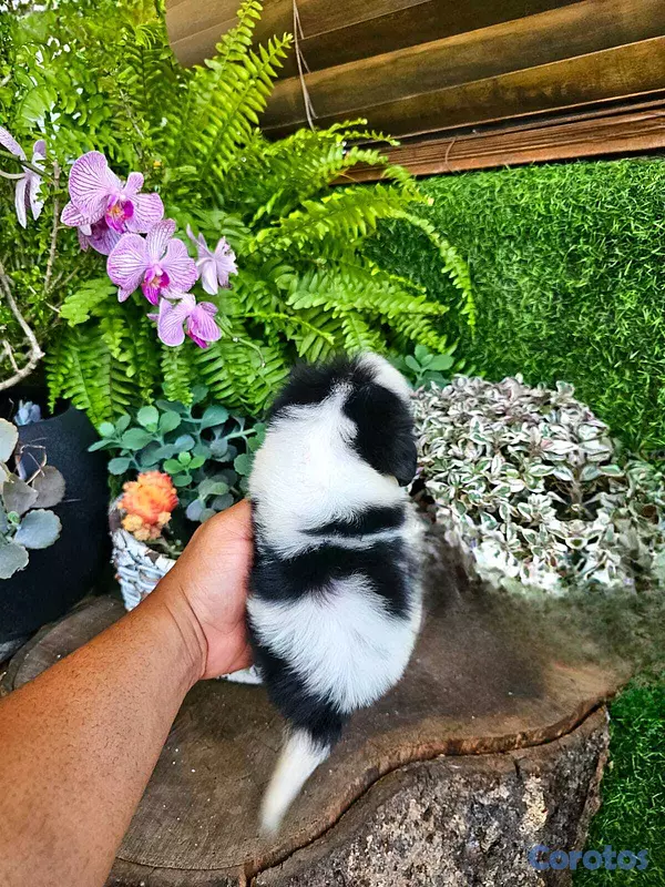 animales y mascotas - Hermosos Shitzu mini (Hembra y macho) super pequeñ 7