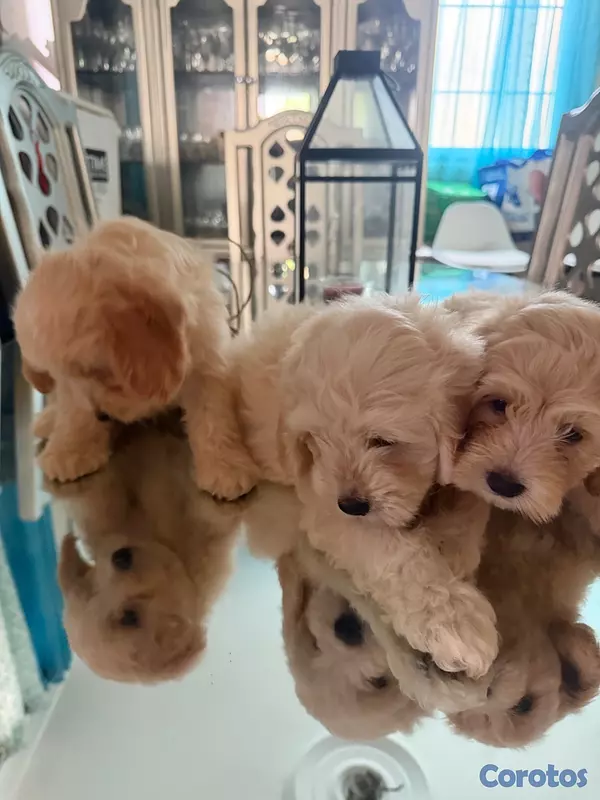 animales y mascotas - Vendo Cocker Spaniels 7