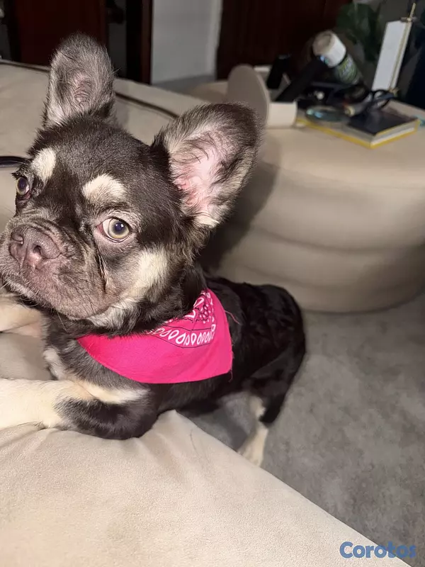 animales y mascotas - Bulldog Francés Fluffy Hembra  2