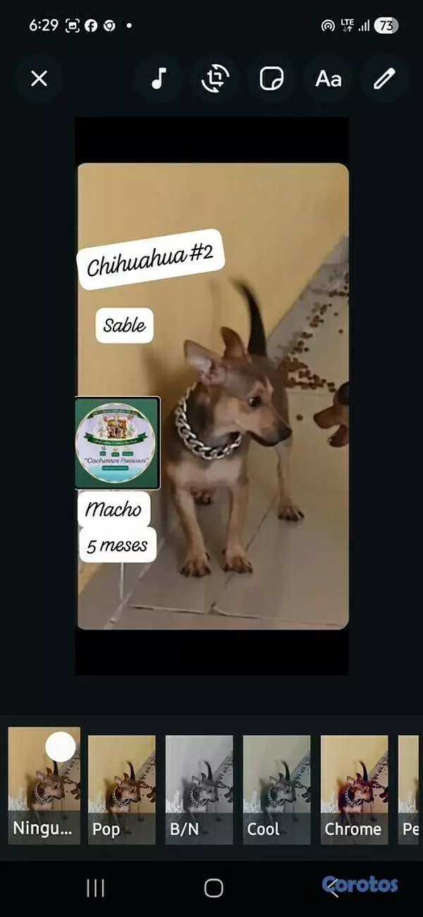 animales y mascotas - Chihuahua #1 y #2 3