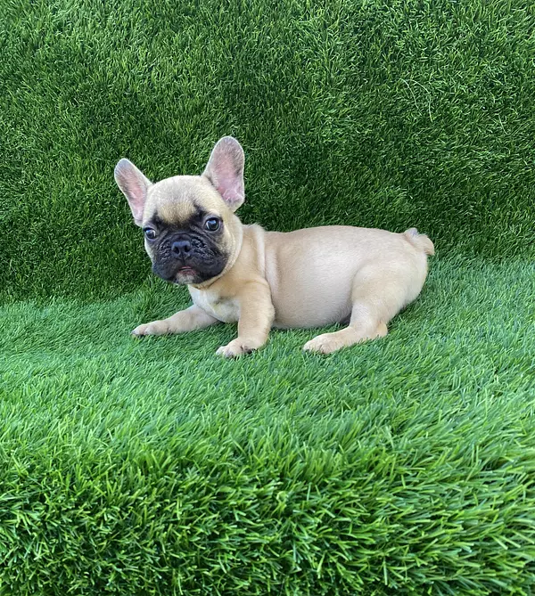 animales y mascotas - Bulldog Francés  2
