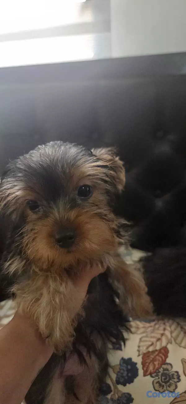 animales y mascotas - Cachorros yorkie 2