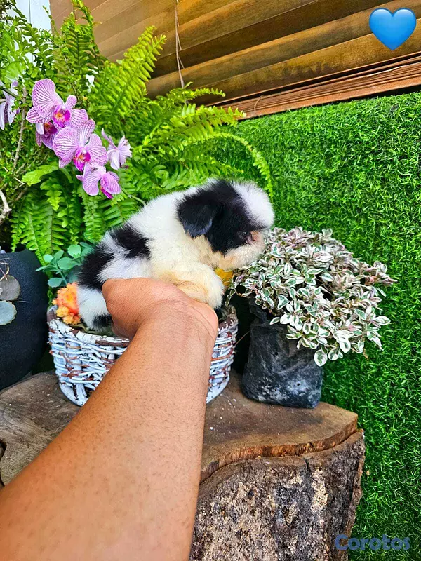 animales y mascotas - Hermosos Shitzu mini (Hembra y macho) super pequeñ 8