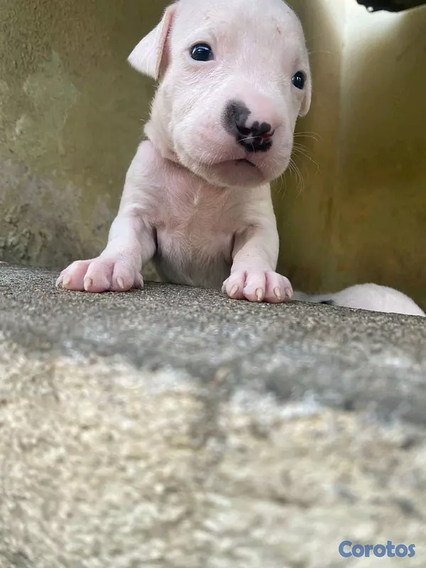 animales y mascotas - dogo argentino  5