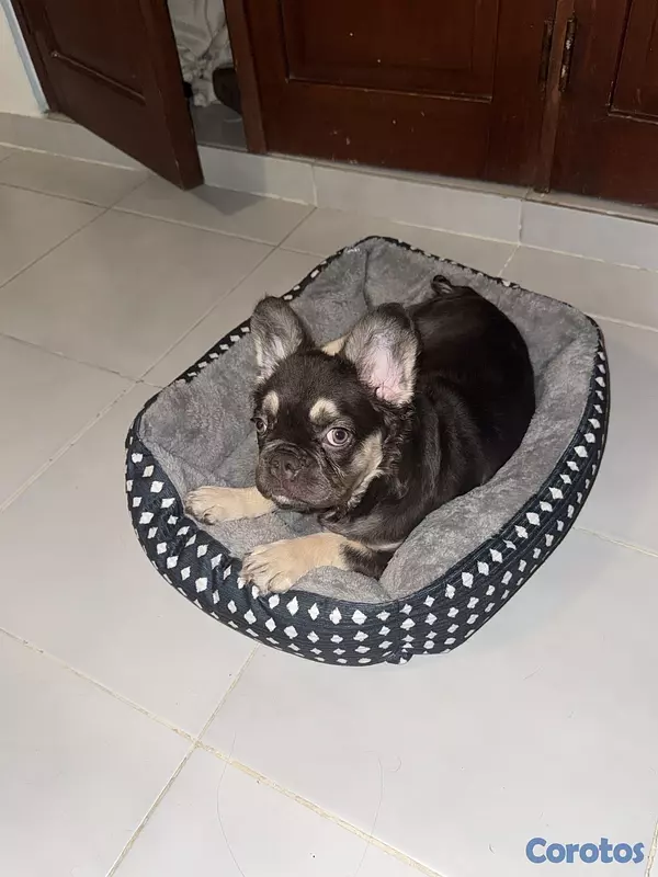 animales y mascotas - Bulldog Francés Fluffy Hembra  3