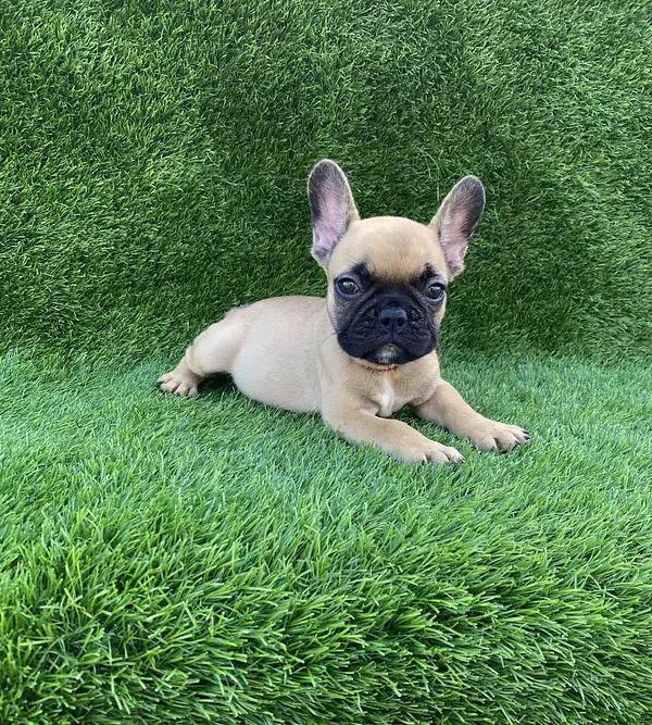 animales y mascotas - Bulldog Francés  3