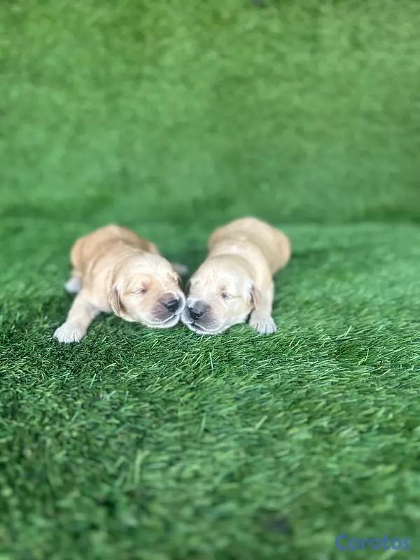 animales y mascotas - Cachorros Golden Retriever  8