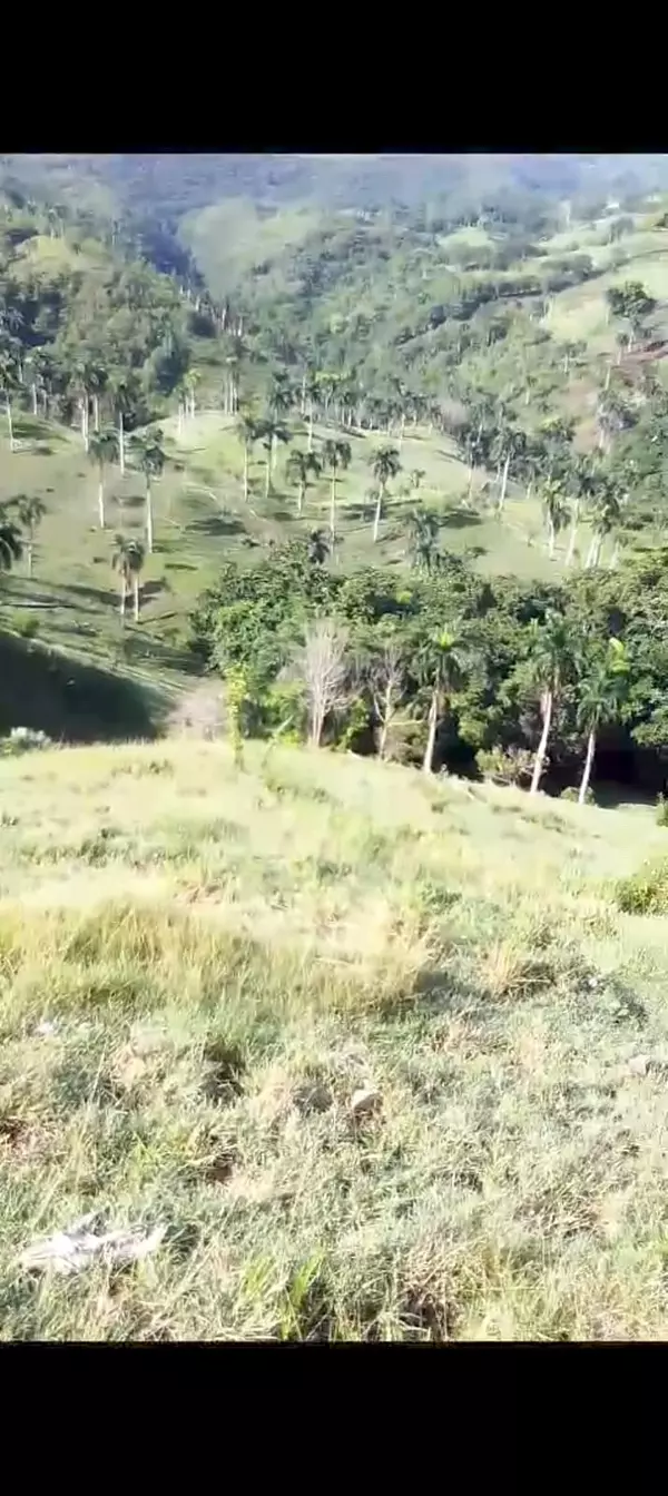 solares y terrenos - finca ganadera en Jamao  4