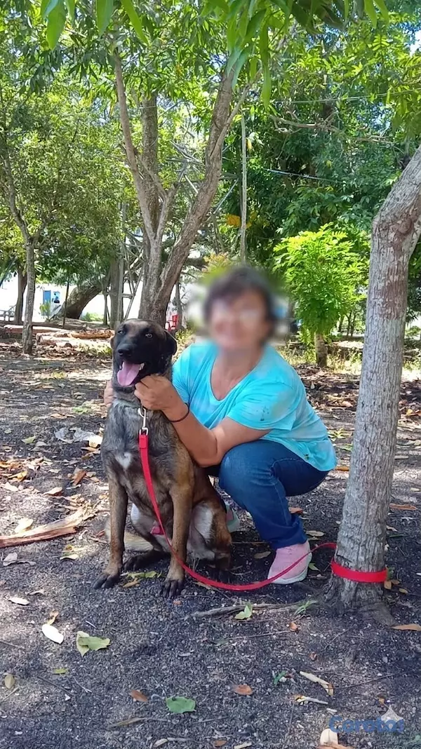 animales y mascotas - Perritos en Adopción 3