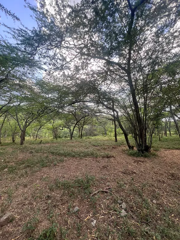 solares y terrenos - finca en Sajoma San José de las matas  2