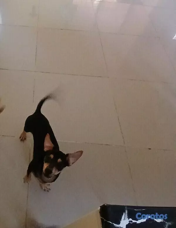 animales y mascotas - Chihuahua #1 y #2 5