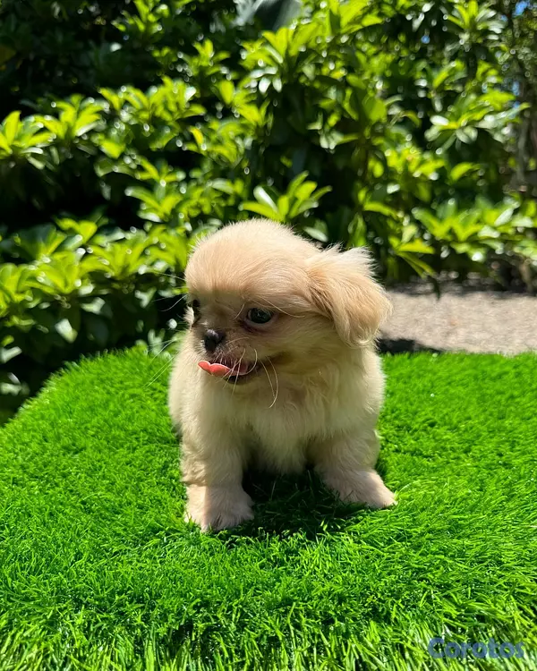 animales y mascotas - hermosos cachorrtios Pekines toy 3