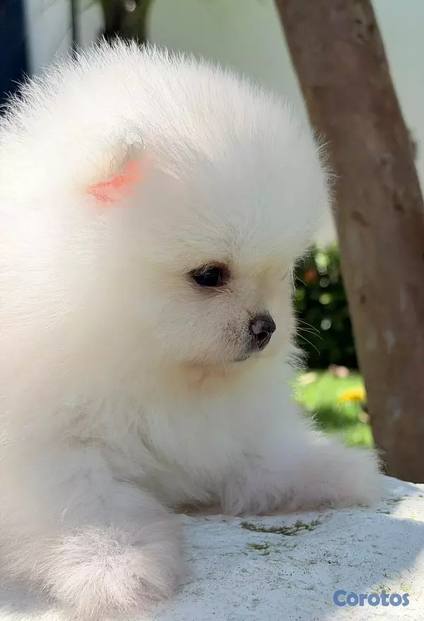 animales y mascotas - Una pequeña joya blanca nacida para enamorar 1