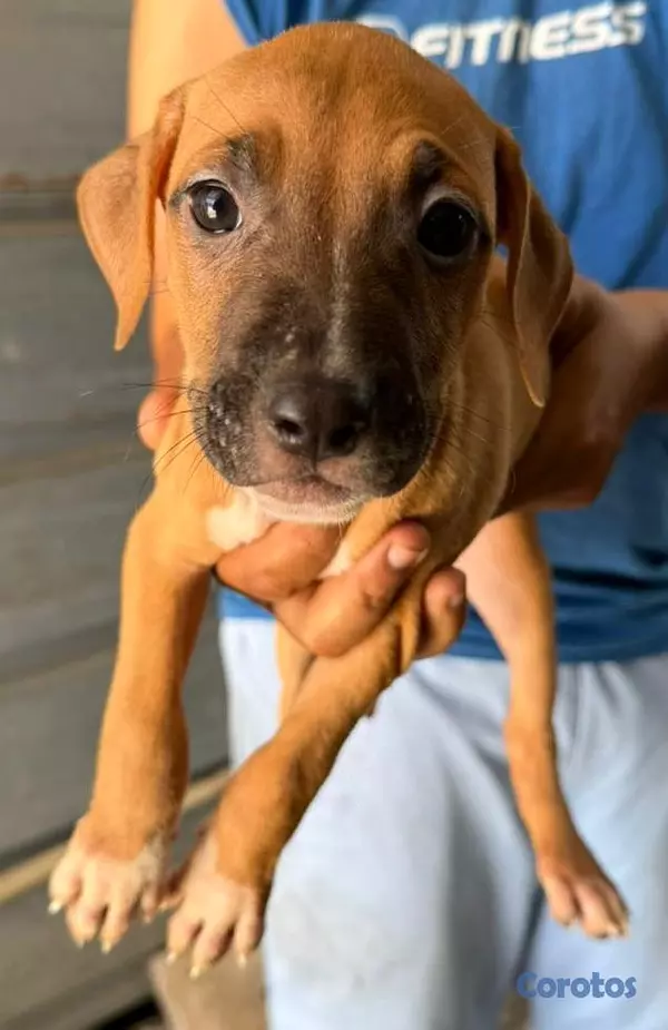 animales y mascotas - Hermosas cachorras American Pitbull Terrier en ven 8