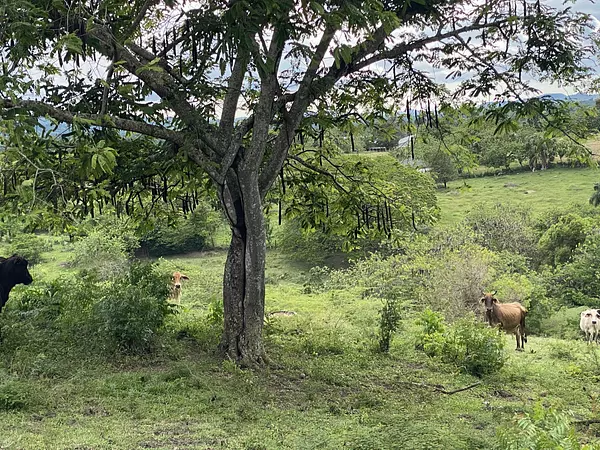 solares y terrenos - finca ganaderas en puerto plata  5