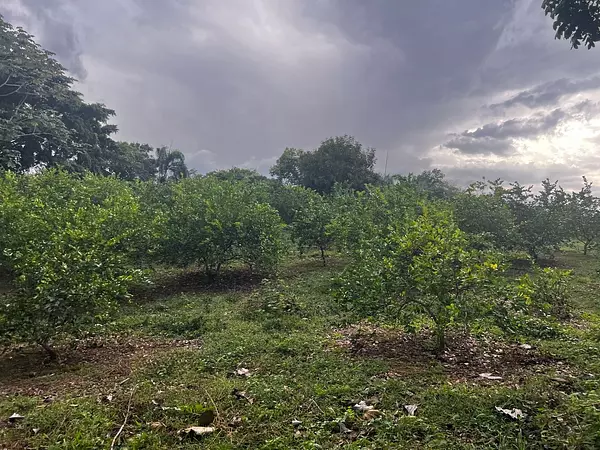 solares y terrenos - Finca de Limón con casa campestre  6