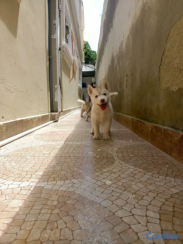 animales y mascotas - husky Siberiano  10