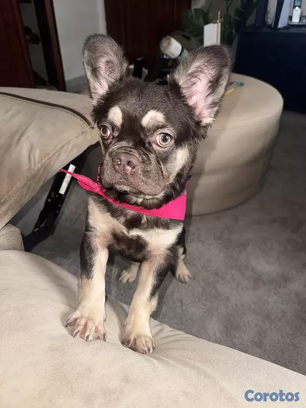 animales y mascotas - Bulldog Francés Fluffy Hembra  6