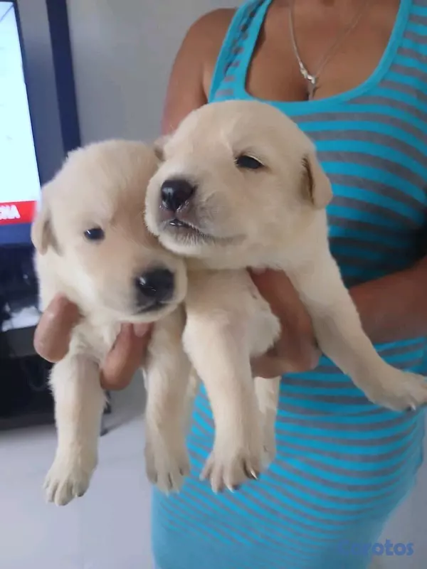 animales y mascotas - Golden Retriever crucé Pastor suizo hermoso traviesos y juguetones 2