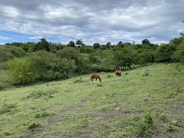 solares y terrenos - finca ganaderas en puerto plata  6