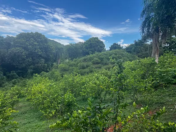 solares y terrenos - Finca de Limón con casa campestre  7