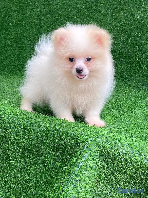 animales y mascotas - hermosos cachorritos pomerania mini  5