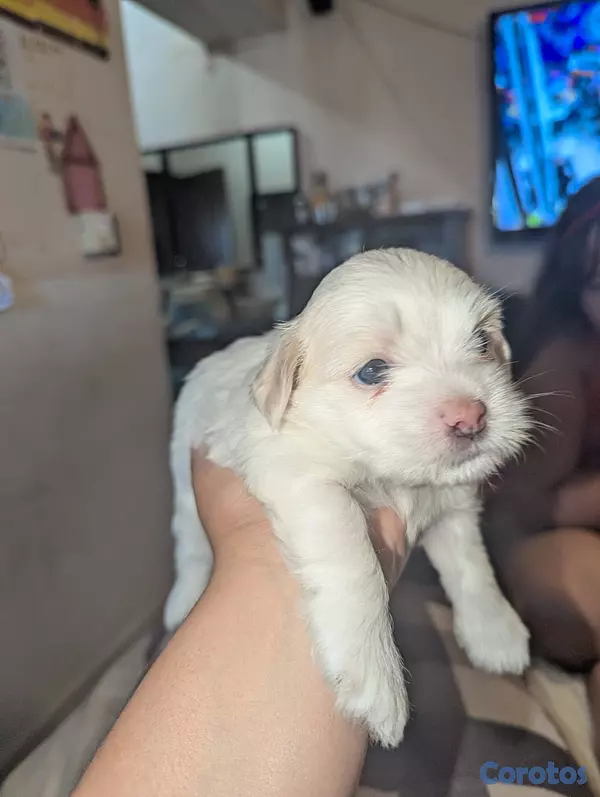 animales y mascotas - Perro Malshi ( maltés con shitzu )  3