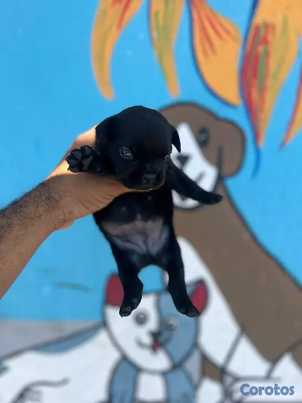 animales y mascotas - cachorros bulldog francés  3