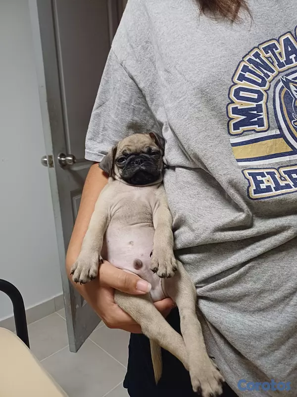 animales y mascotas - Pug Hermosos 2