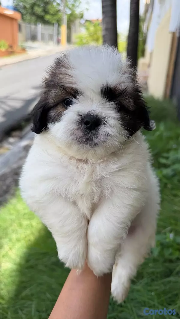 animales y mascotas - shipoo macho 2