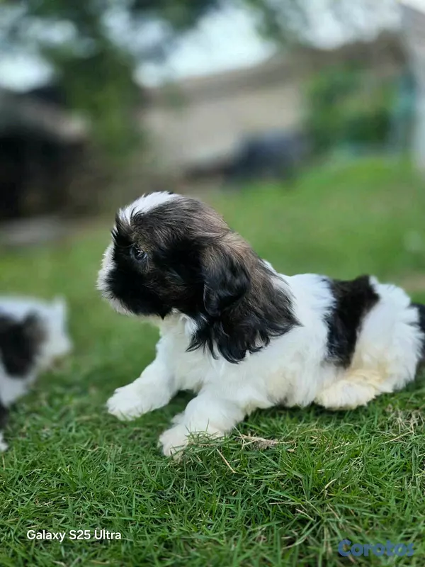 animales y mascotas - hermosos cachorritos shitzu  6