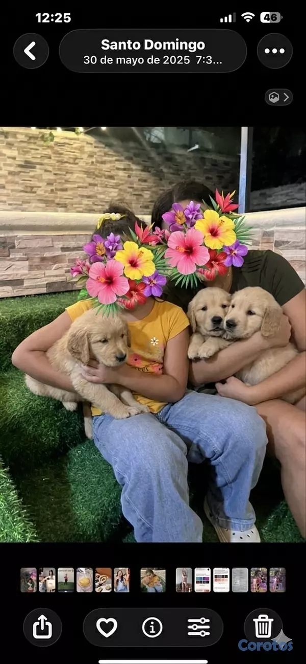 animales y mascotas - Golden Retriever, el perro preferido de todos  3