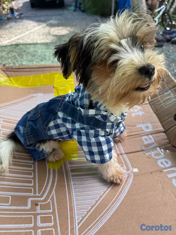animales y mascotas - Yorkie parti de colores  2