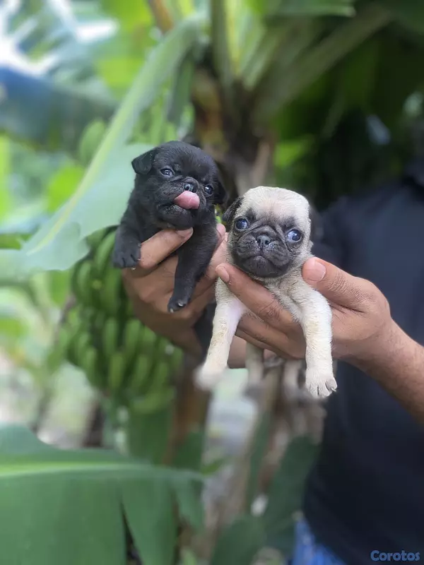 animales y mascotas - Pug 3
