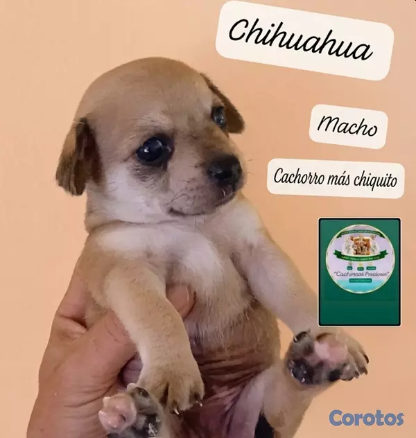animales y mascotas - Chihuahua Mini/Toy/Micro 3