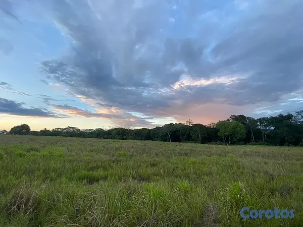solares y terrenos - En Venta Finca Agricola y Ganadera en Carretera Bayaguana Guerra 8