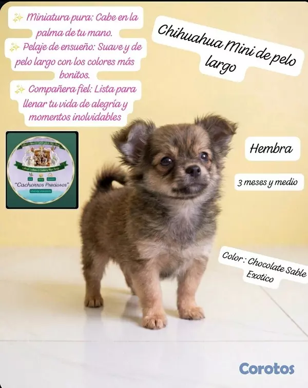 animales y mascotas - Chihuahua Mini de pelo largo  4