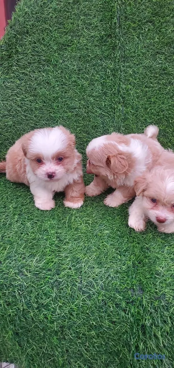 animales y mascotas - shipoo  3