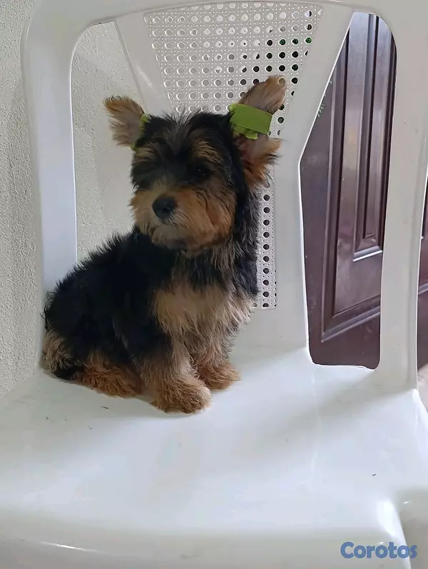 animales y mascotas - Cachorro Yorkshire Terrier: Pequeño de tamaño, gigante en amor ❤️ 2