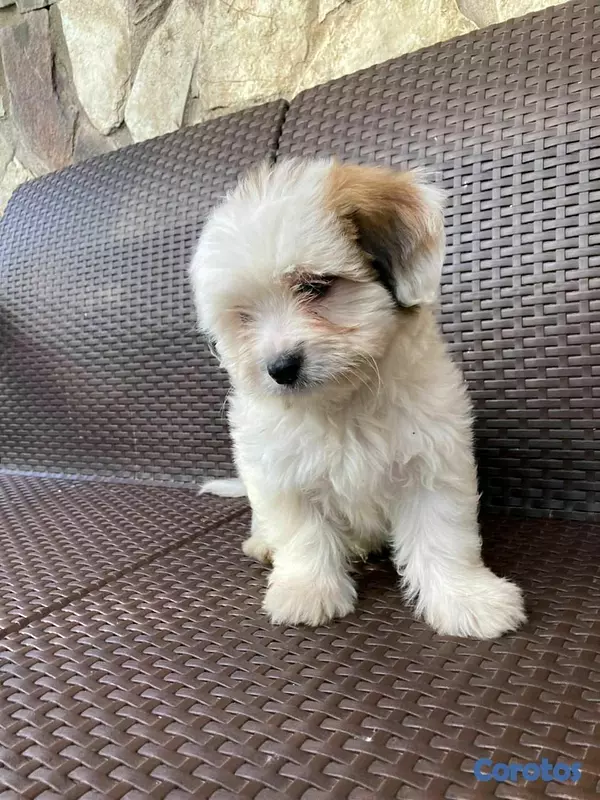 animales y mascotas - hermosos cachorritos de shipoo 6