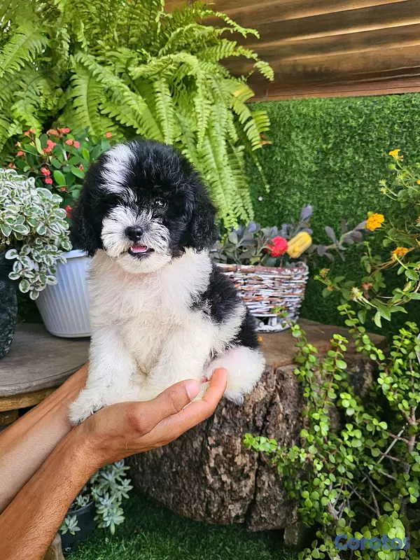 animales y mascotas - Shitpoo super peluditos 100% 4
